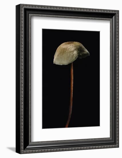Marasmius Scorodonius (Parachute Fungus)-Paul Starosta-Framed Photographic Print