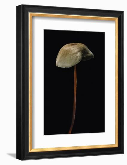 Marasmius Scorodonius (Parachute Fungus)-Paul Starosta-Framed Photographic Print