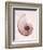 Marble Blush Snail 1-Albert Koetsier-Framed Photographic Print