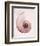 Marble Blush Snail 1-Albert Koetsier-Framed Photographic Print