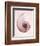 Marble Blush Snail 1-Albert Koetsier-Framed Photographic Print