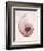 Marble Blush Snail 1-Albert Koetsier-Framed Photographic Print