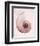 Marble Blush Snail 1-Albert Koetsier-Framed Photographic Print