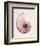 Marble Blush Snail 1-Albert Koetsier-Framed Photographic Print