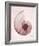 Marble Blush Snail 1-Albert Koetsier-Framed Photo