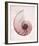 Marble Blush Snail 1-Albert Koetsier-Framed Photo