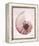 Marble Blush Snail 1-Albert Koetsier-Framed Stretched Canvas