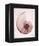 Marble Blush Snail 1-Albert Koetsier-Framed Stretched Canvas