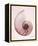 Marble Blush Snail 1-Albert Koetsier-Framed Stretched Canvas