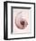 Marble Blush Snail 1-Albert Koetsier-Framed Photo