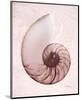 Marble Blush Snail 1-Albert Koetsier-Mounted Photo