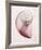 Marble Blush Snail 2-Albert Koetsier-Framed Photo