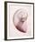 Marble Blush Snail 2-Albert Koetsier-Framed Photo