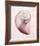 Marble Blush Snail 2-Albert Koetsier-Framed Photo