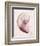 Marble Blush Snail 2-Albert Koetsier-Framed Photographic Print