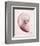 Marble Blush Snail 2-Albert Koetsier-Framed Photographic Print