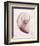 Marble Blush Snail 2-Albert Koetsier-Framed Photographic Print