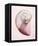Marble Blush Snail 2-Albert Koetsier-Framed Stretched Canvas