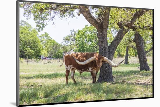 Marble Falls, Texas, USA. Longhorn cattle in the Texas Hill Country.-Emily Wilson-Mounted Photographic Print