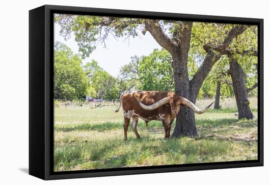 Marble Falls, Texas, USA. Longhorn cattle in the Texas Hill Country.-Emily Wilson-Framed Premier Image Canvas