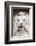 Marble lion at Ponte Vittorio Emanuele 2nd Rome, Latium, Italy, Europe-Nico Tondini-Framed Photographic Print