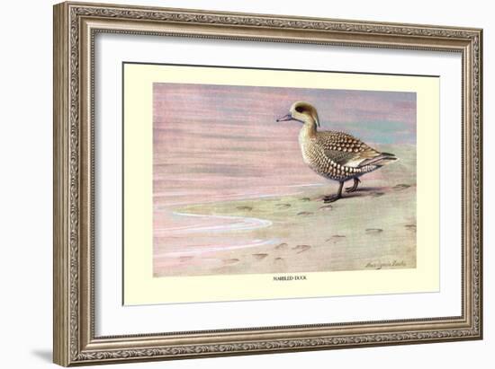 Marbled Duck-Louis Agassiz Fuertes-Framed Art Print