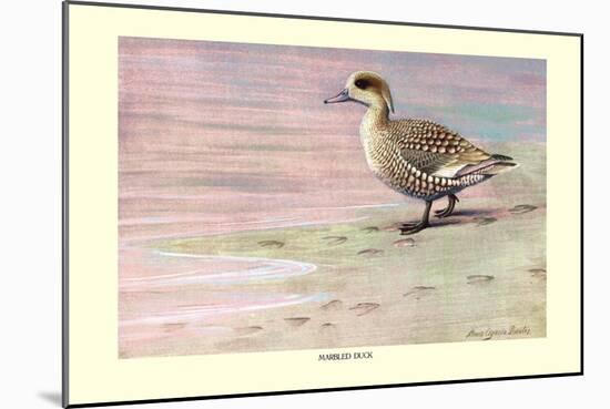 Marbled Duck-Louis Agassiz Fuertes-Mounted Art Print
