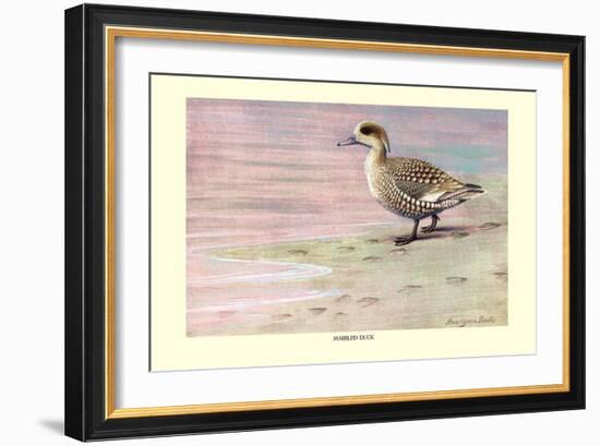 Marbled Duck-Louis Agassiz Fuertes-Framed Art Print