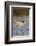 Marbled Godwit and Willet Landing-Hal Beral-Framed Photographic Print