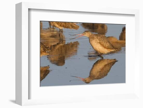 Marbled Godwit Calling-Hal Beral-Framed Photographic Print