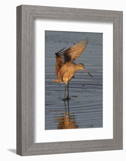 Marbled Godwit with Raised Wings-Hal Beral-Framed Photographic Print