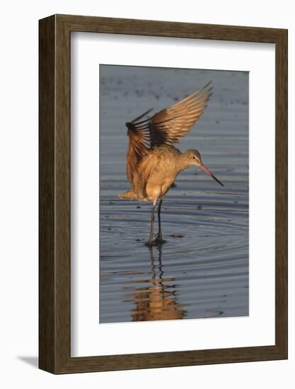 Marbled Godwit with Raised Wings-Hal Beral-Framed Photographic Print