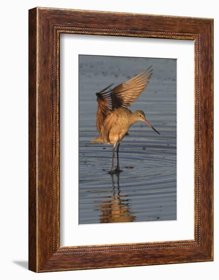 Marbled Godwit with Raised Wings-Hal Beral-Framed Photographic Print