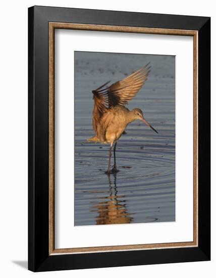 Marbled Godwit with Raised Wings-Hal Beral-Framed Photographic Print