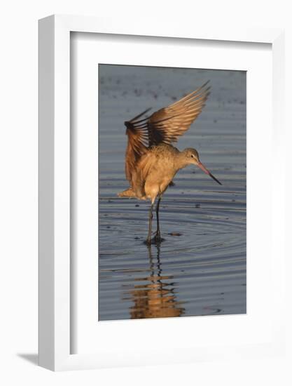 Marbled Godwit with Raised Wings-Hal Beral-Framed Photographic Print