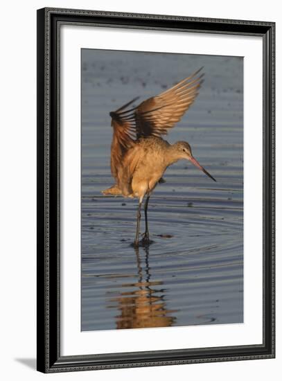 Marbled Godwit with Raised Wings-Hal Beral-Framed Photographic Print