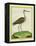 Marbled Godwit-Georges-Louis Buffon-Framed Premier Image Canvas