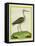 Marbled Godwit-Georges-Louis Buffon-Framed Premier Image Canvas