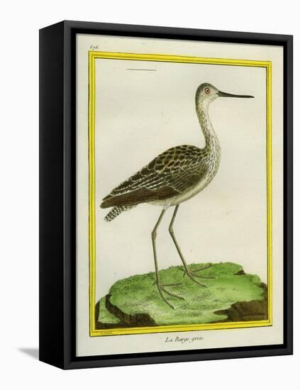 Marbled Godwit-Georges-Louis Buffon-Framed Premier Image Canvas