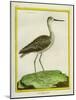 Marbled Godwit-Georges-Louis Buffon-Mounted Giclee Print