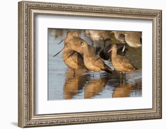 Marbled Godwits-Hal Beral-Framed Photographic Print