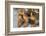 Marbled Godwits-Hal Beral-Framed Photographic Print