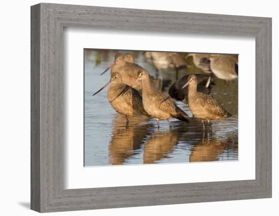 Marbled Godwits-Hal Beral-Framed Photographic Print