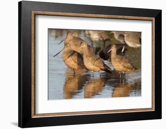 Marbled Godwits-Hal Beral-Framed Photographic Print