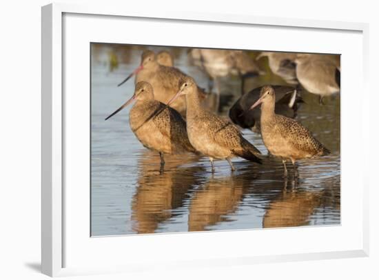 Marbled Godwits-Hal Beral-Framed Photographic Print