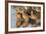 Marbled Godwits-Hal Beral-Framed Photographic Print