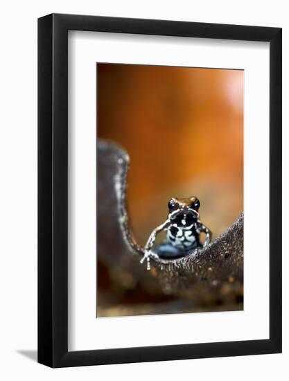 Marbled Poison Dart Frog (Epipedobates Boulengeri) On Leaf, Ecuador-Bert Willaert-Framed Photographic Print