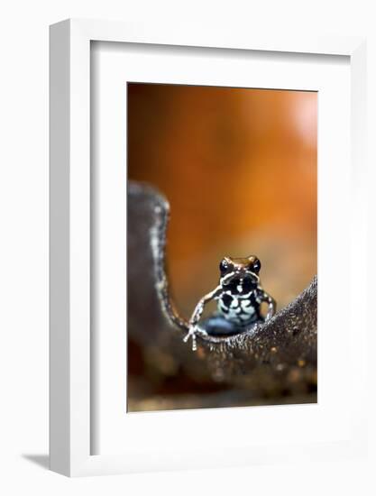 Marbled Poison Dart Frog (Epipedobates Boulengeri) On Leaf, Ecuador-Bert Willaert-Framed Photographic Print