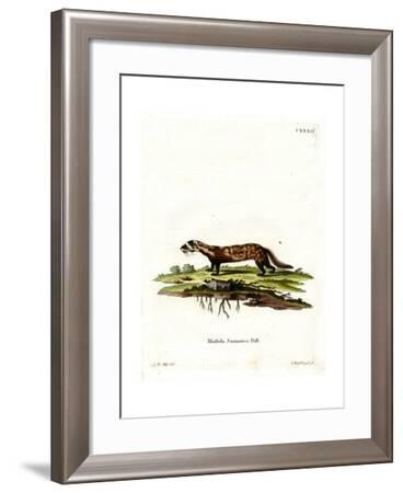 Marbled Polecat Giclee Print by | Art.com