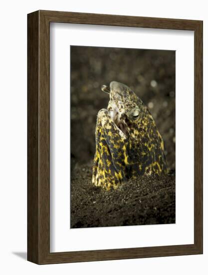 Marbled Snake Eel Emerging from Black Volcanic Sand-Stocktrek Images-Framed Photographic Print